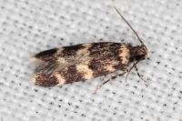 Oegoconia quadripuncta
