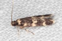 Oegoconia quadripuncta
