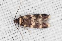 Oegoconia quadripuncta