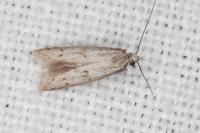 Symmocoides oxybiella