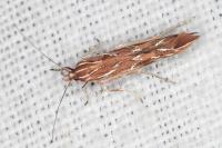 Pyroderces argyrogrammos