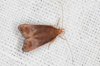 Eurodachtha pallicornella