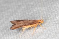 Eurodachtha pallicornella