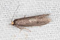 Agnoea