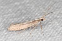 Plutella xylostella