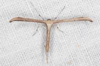 Emmelina monodactyla