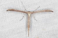 Emmelina monodactyla