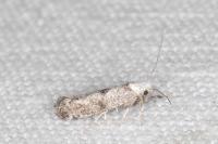 Paraswammerdamia albicapitella