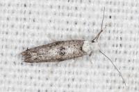 Paraswammerdamia albicapitella