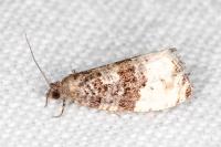 Hedya pruniana