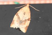 Clepsis consimilana
