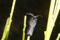 Epichnopterix