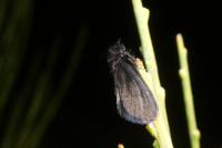 Epichnopterix