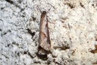 Exapate congelatella
