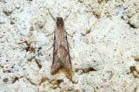 Exapate congelatella
