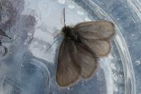 Epichnopterix sieboldii