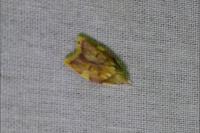 Carcina quercana