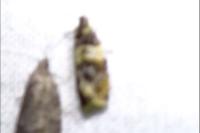 Celypha aurofasciana