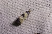 Neocochylis dubitana