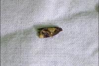 Ditula angustiorana