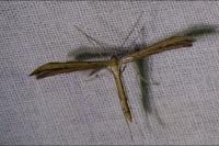 Emmelina monodactyla