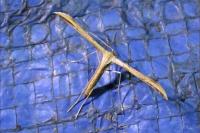 Emmelina monodactyla