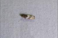 Gypsonoma dealbana
