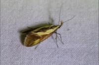 Harpella forficella