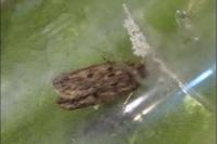 Hofmannophila pseudospretella