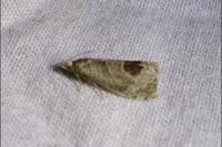 Notocelia uddmanniana