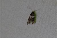 Recurvaria leucatella
