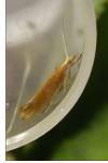 Ypsolopha parenthesella