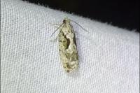 Zeiraphera isertana