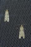 Diurnea fagella