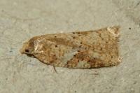 Acleris ferrugana/notana
