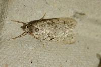 Diurnea fagella