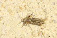 Palumbina guerinii