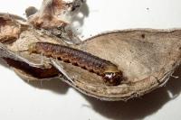 Agonopterix assimilella