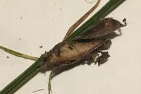 Agonopterix assimilella