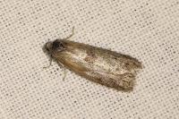 Tortricodes alternella