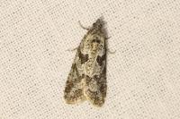 Cnephasia