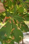 Cameraria ohridella