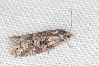 Cnephasia