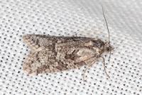Cnephasia