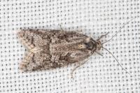 Cnephasia