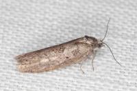 Tortricodes alternella