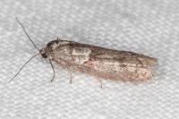 Tortricodes alternella