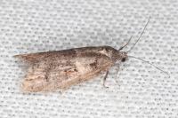 Tortricodes alternella