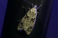 Diurnea fagella