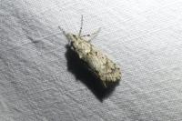Diurnea fagella